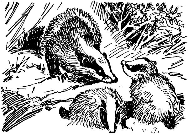 Софья Радзиевская - Полосатая спинка. Рассказы