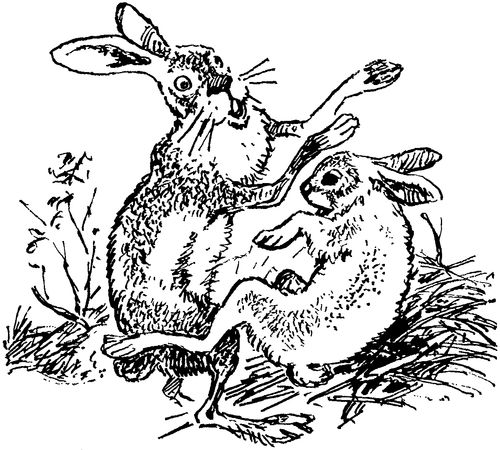 Софья Радзиевская - Полосатая спинка. Рассказы