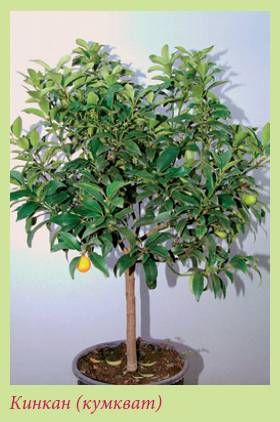 Татьяна Дорошенко - Плодоносящие растения