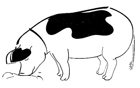 Питер Мейл - Путешествие с вилкой и штопором