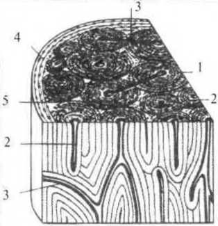 Джозеф Хавилер - Тело танцора