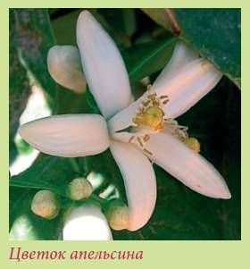 Татьяна Дорошенко - Плодоносящие растения