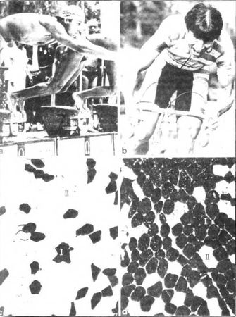 Джозеф Хавилер - Тело танцора