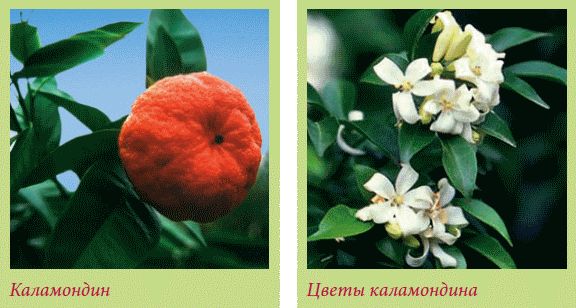 Татьяна Дорошенко - Плодоносящие растения