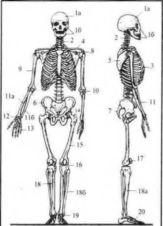 Джозеф Хавилер - Тело танцора