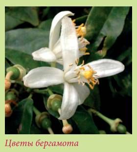 Татьяна Дорошенко - Плодоносящие растения