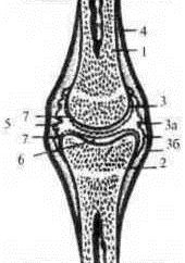 Джозеф Хавилер - Тело танцора