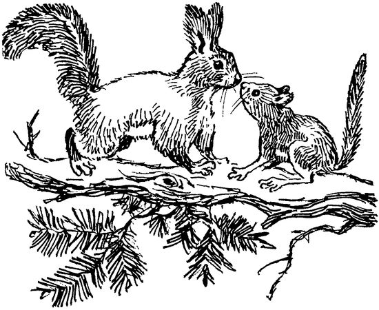 Софья Радзиевская - Полосатая спинка. Рассказы