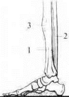 Джозеф Хавилер - Тело танцора