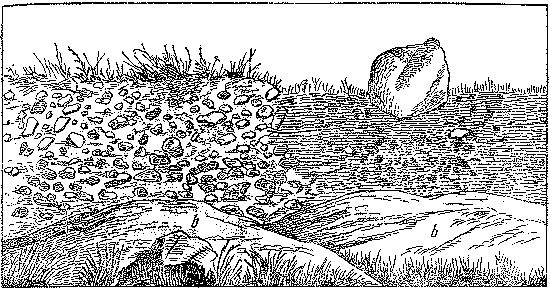 Леонид Серебрянный - Древнее оледенение и жизнь