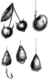 Ирина Катаева - Особенности ловли рыб семейства карповых