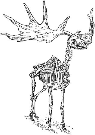 Леонид Серебрянный - Древнее оледенение и жизнь