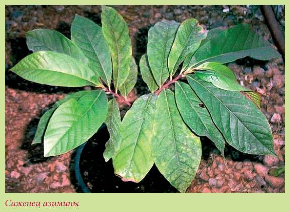 Татьяна Дорошенко - Плодоносящие растения