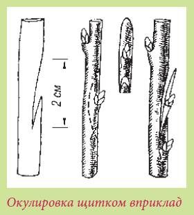 Татьяна Дорошенко - Плодоносящие растения