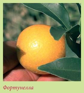 Татьяна Дорошенко - Плодоносящие растения