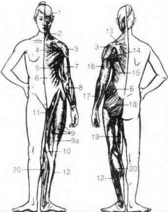 Джозеф Хавилер - Тело танцора