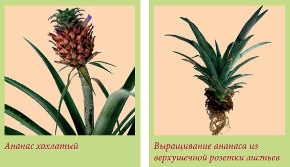 Татьяна Дорошенко - Плодоносящие растения