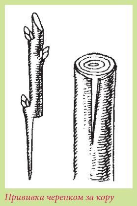 Татьяна Дорошенко - Плодоносящие растения