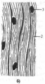 Джозеф Хавилер - Тело танцора