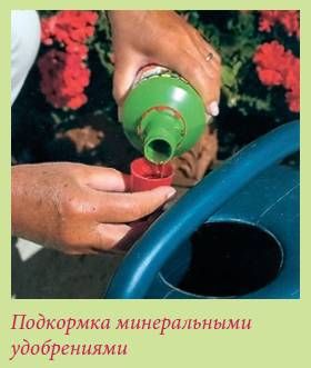 Татьяна Дорошенко - Плодоносящие растения