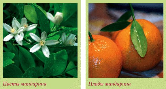 Татьяна Дорошенко - Плодоносящие растения