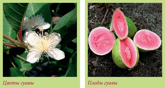 Татьяна Дорошенко - Плодоносящие растения