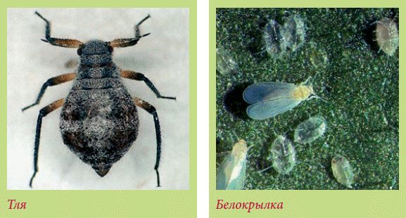 Татьяна Дорошенко - Плодоносящие растения