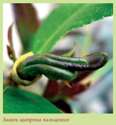 Татьяна Дорошенко - Плодоносящие растения