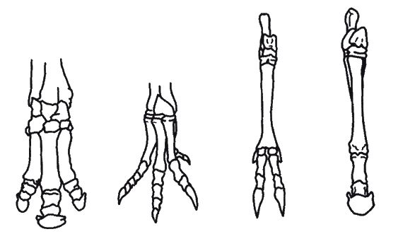 Кит Харрисон - Странности нашей эволюции