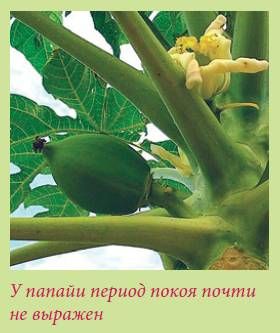 Татьяна Дорошенко - Плодоносящие растения