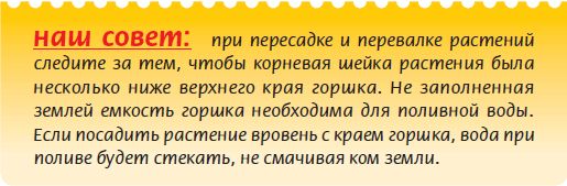 Татьяна Дорошенко - Плодоносящие растения