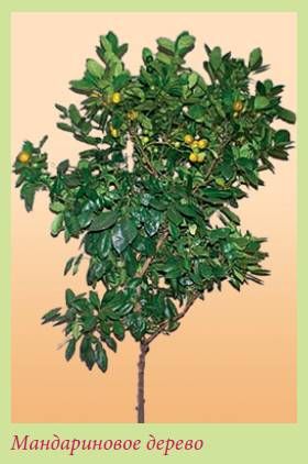 Татьяна Дорошенко - Плодоносящие растения