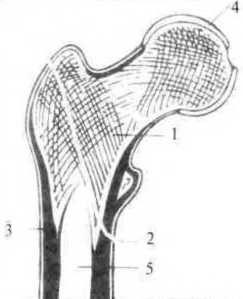 Джозеф Хавилер - Тело танцора