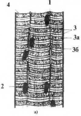 Джозеф Хавилер - Тело танцора