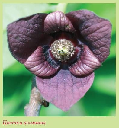 Татьяна Дорошенко - Плодоносящие растения