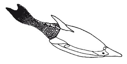 Кит Харрисон - Странности нашей эволюции