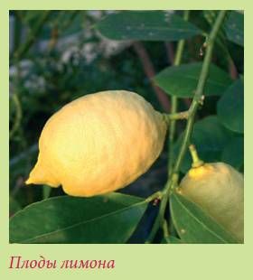 Татьяна Дорошенко - Плодоносящие растения