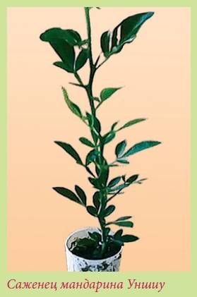 Татьяна Дорошенко - Плодоносящие растения