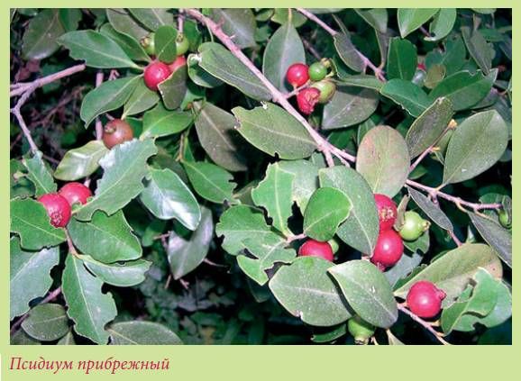 Татьяна Дорошенко - Плодоносящие растения