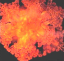 Александр Белый, Тамара Белая - Тайная Доктрина дней Апокалипсиса. Книга 1