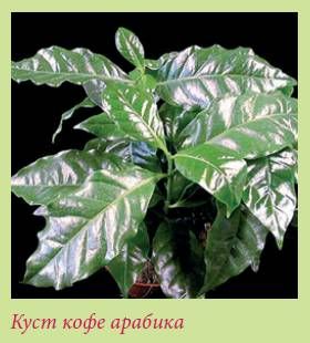 Татьяна Дорошенко - Плодоносящие растения