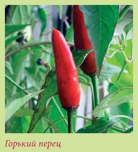 Татьяна Дорошенко - Плодоносящие растения