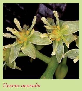 Татьяна Дорошенко - Плодоносящие растения