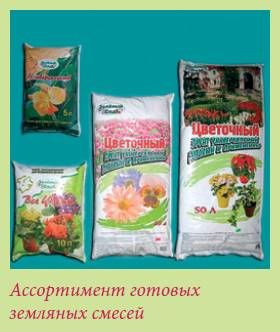 Татьяна Дорошенко - Плодоносящие растения