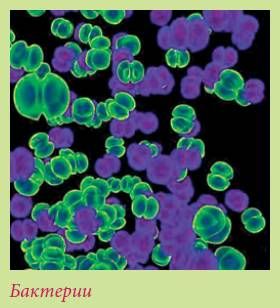 Татьяна Дорошенко - Плодоносящие растения