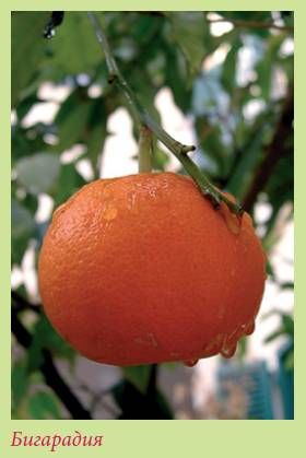 Татьяна Дорошенко - Плодоносящие растения