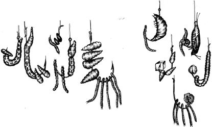 Ирина Катаева - Особенности ловли рыб семейства карповых