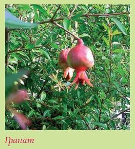 Татьяна Дорошенко - Плодоносящие растения