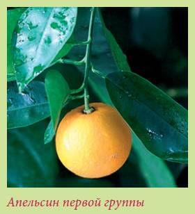 Татьяна Дорошенко - Плодоносящие растения