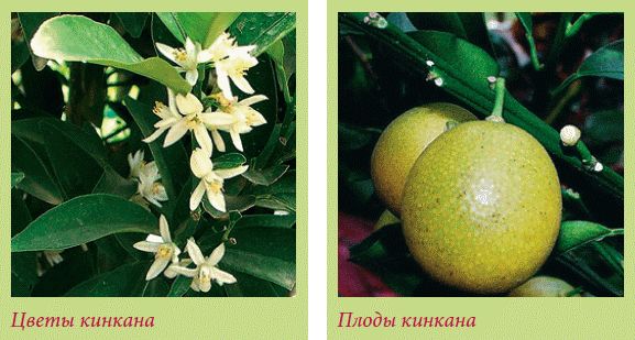 Татьяна Дорошенко - Плодоносящие растения